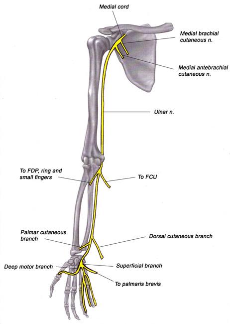 Ulnar Nerve Compression